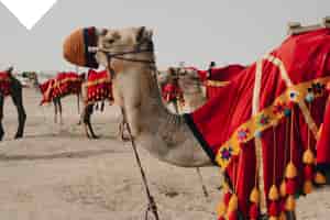 Future of Culture, Tourism and Sports