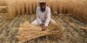 © FAO/Farshad Usyan | A wheat farmer in Afghanistan.